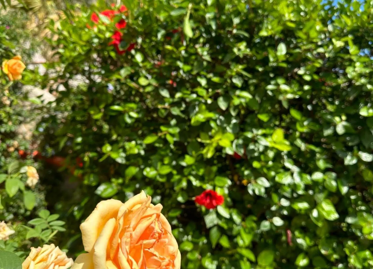 Holiday home Rosa'S House Villa Santa Flavia